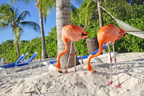 Pink Flamingos, Aruba island, caribbean sea