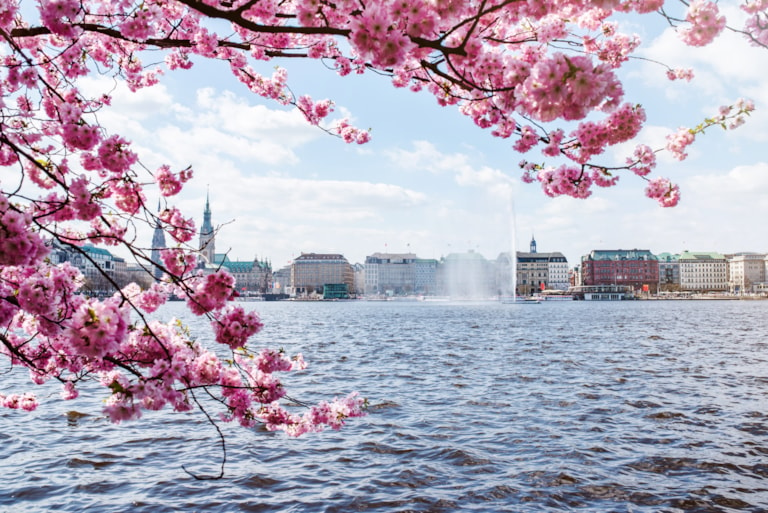 view of Alster Lake in Hamburg framed by blooming cherry tree on beautiful spring day