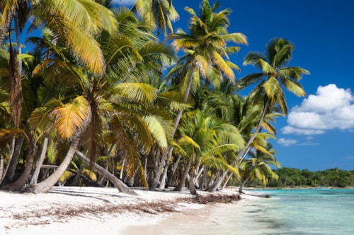 Sandy Caribbean Beach with Coconut Palm Trees. Saona Island, La Romana Province, Dominican Republic.