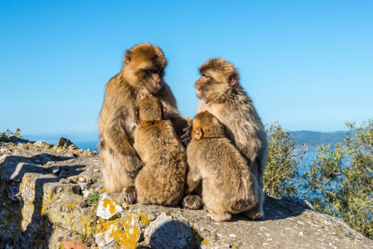 Barbary Makaken Familie sitzt auf dem Felsen von Gibraltar