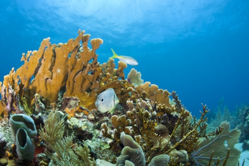 Korallenriff Roatan